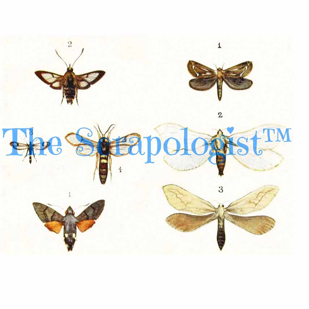 Butterflies & Caterpillars, DIY Junk Journal or Mini Album Kit, Fussy Cut Vintage Ephemera, Page Inserts, Collage Papers | Digital Download