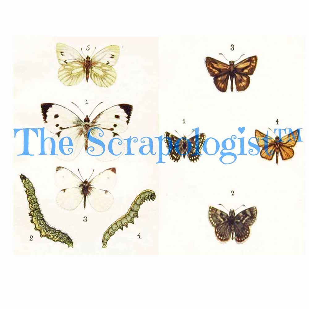 Butterflies & Caterpillars, DIY Junk Journal or Mini Album Kit, Fussy Cut Vintage Ephemera, Page Inserts, Collage Papers | Digital Download