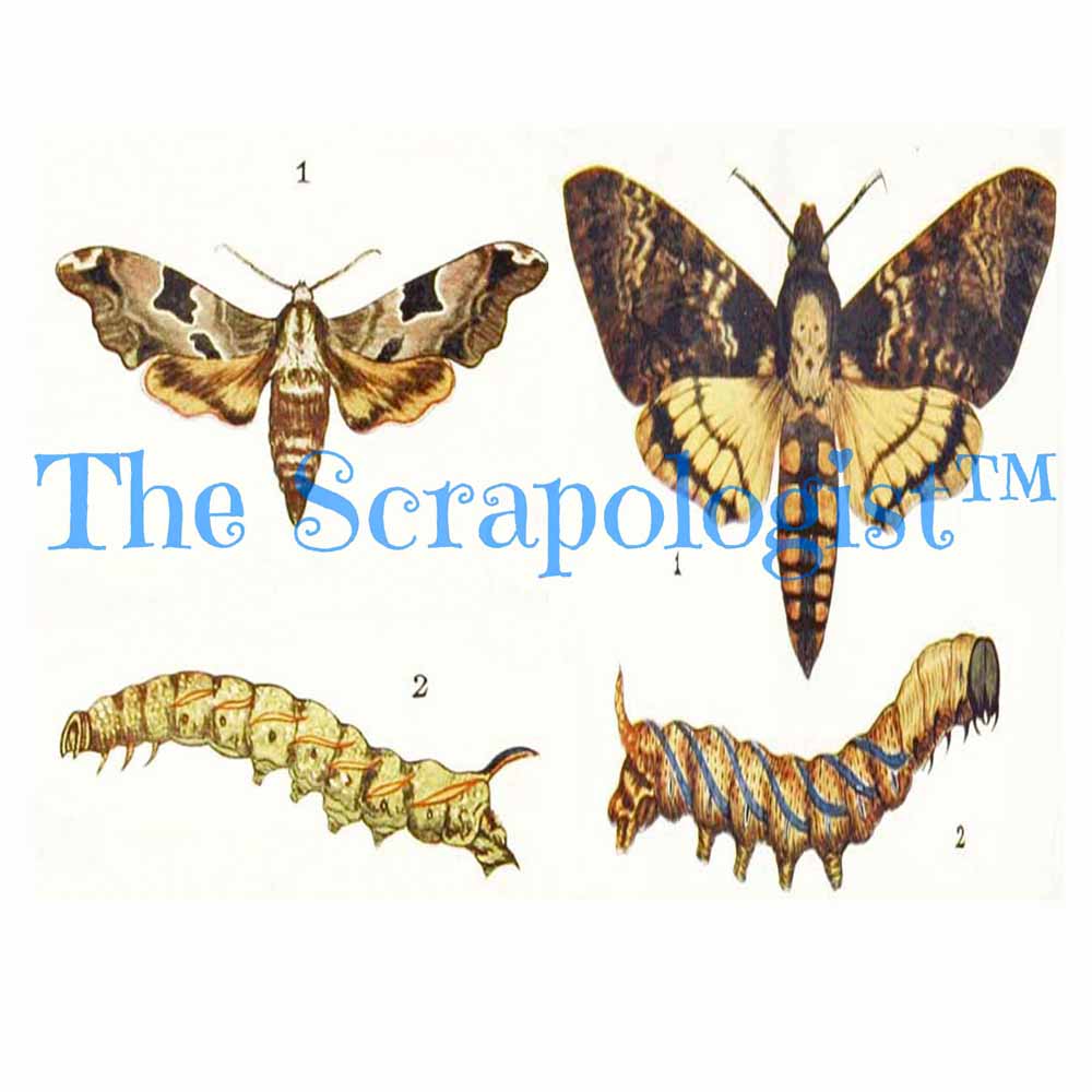 Butterflies & Caterpillars, DIY Junk Journal or Mini Album Kit, Fussy Cut Vintage Ephemera, Page Inserts, Collage Papers | Digital Download