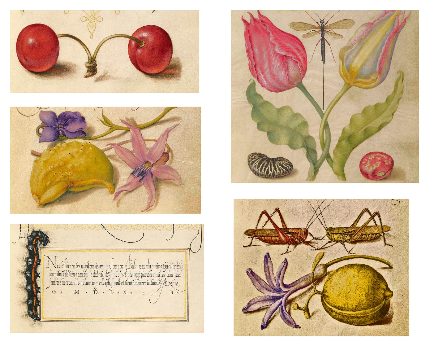 Calligraphy & Flowers, Junk Journal Ephemera, Printable Journal Kit, Collage papers | Digital Download