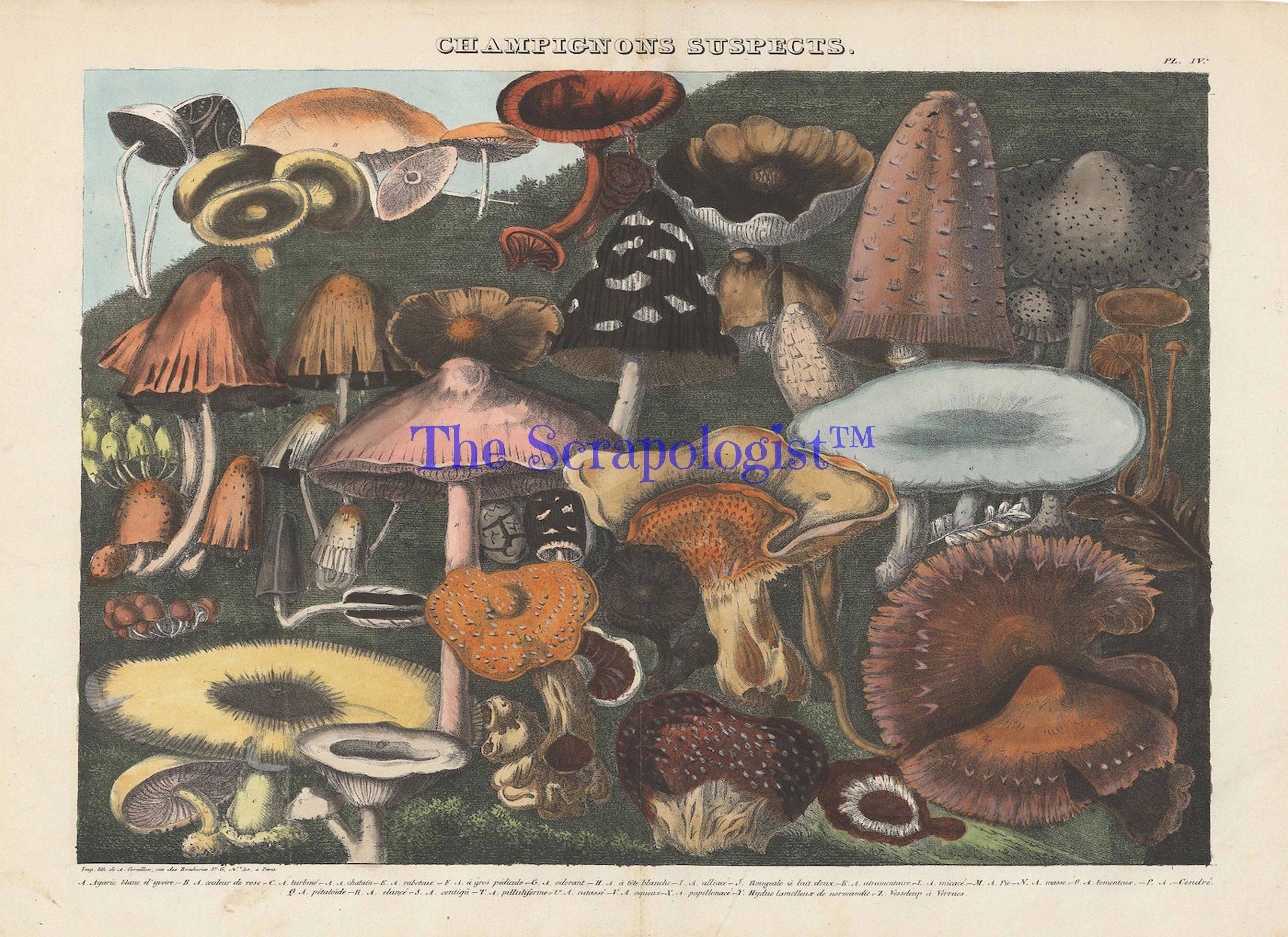 Vintage Mushrooms from French Lithographs, Junk Journal Ephemera Kit, Collage Pages | Digital Download