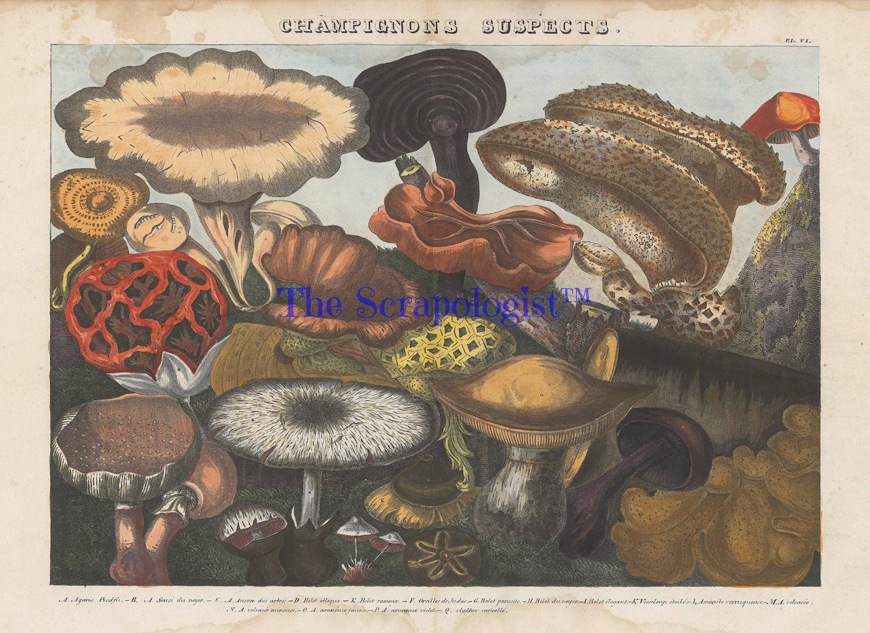 Vintage Mushrooms from French Lithographs, Junk Journal Ephemera Kit, Collage Pages | Digital Download
