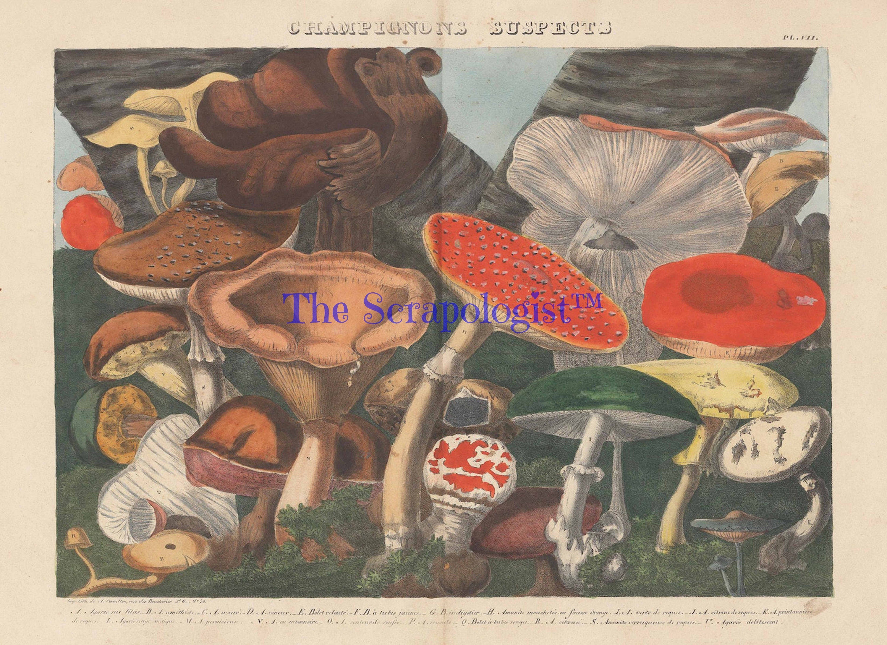 Vintage Mushrooms from French Lithographs, Junk Journal Ephemera Kit, Collage Pages | Digital Download