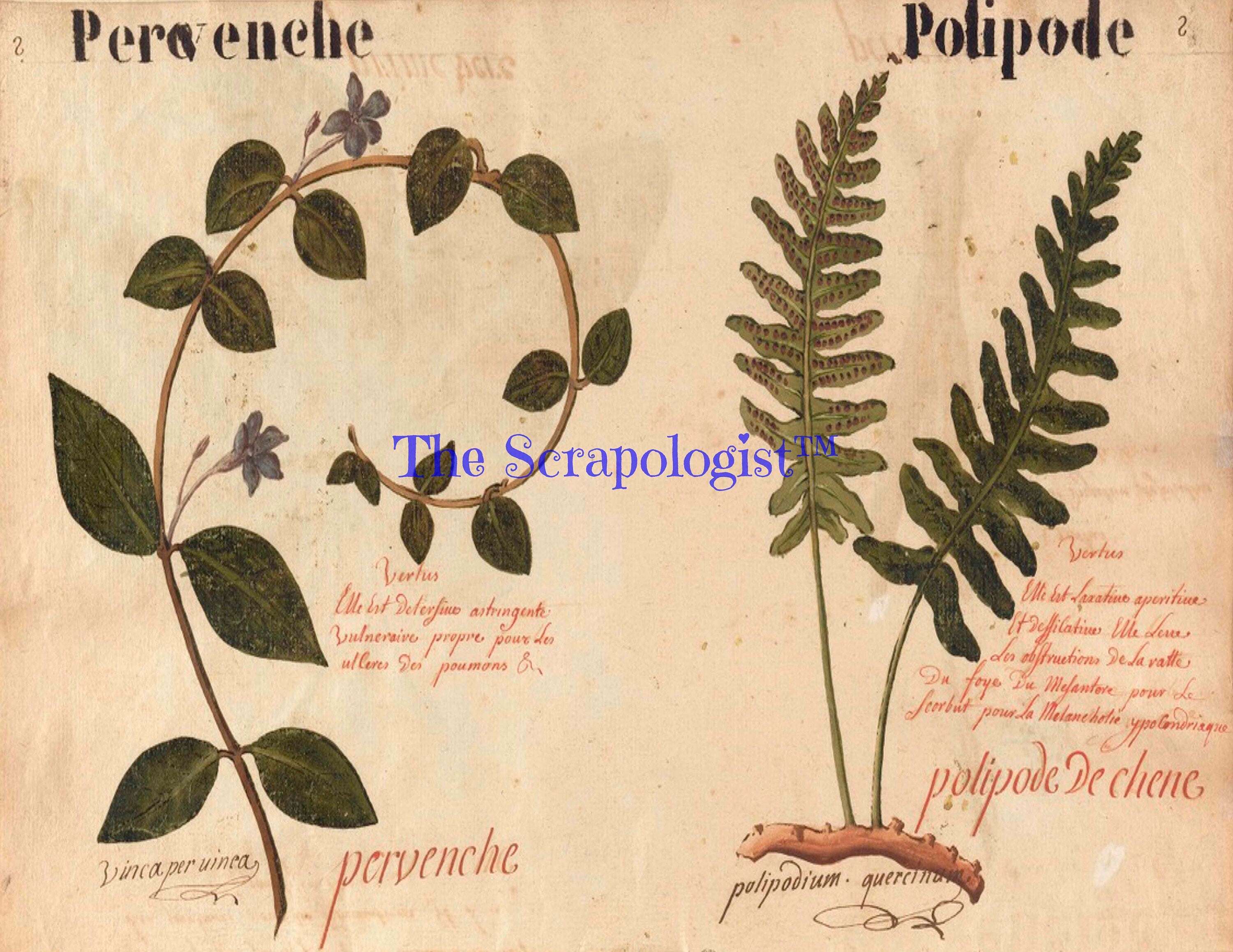 Botanical Junk Journal Kit - Great for Beginner, DIY, Watercolor Plants and Flowers | Digital Download