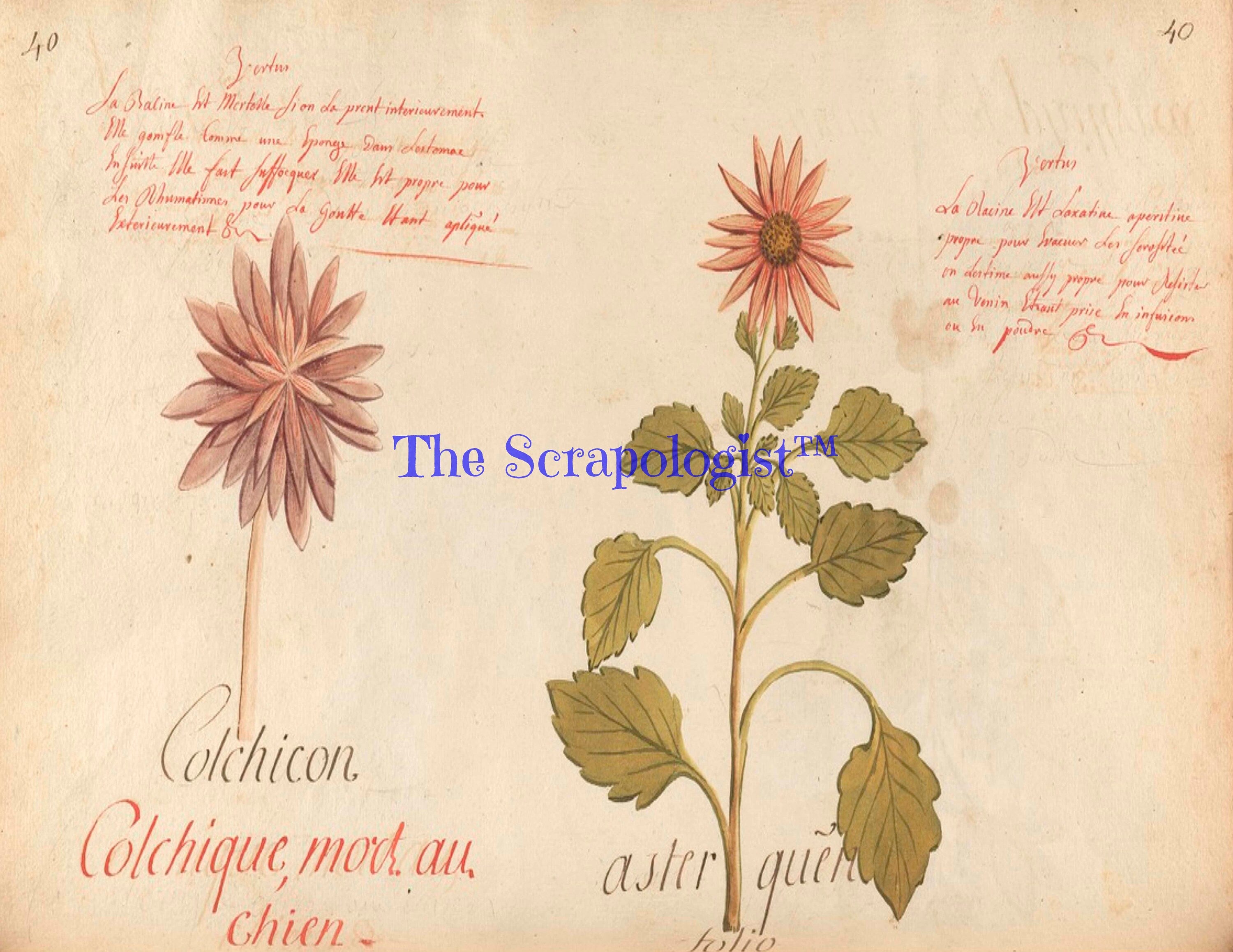 Botanical Junk Journal Kit - Great for Beginner, DIY, Watercolor Plants and Flowers | Digital Download