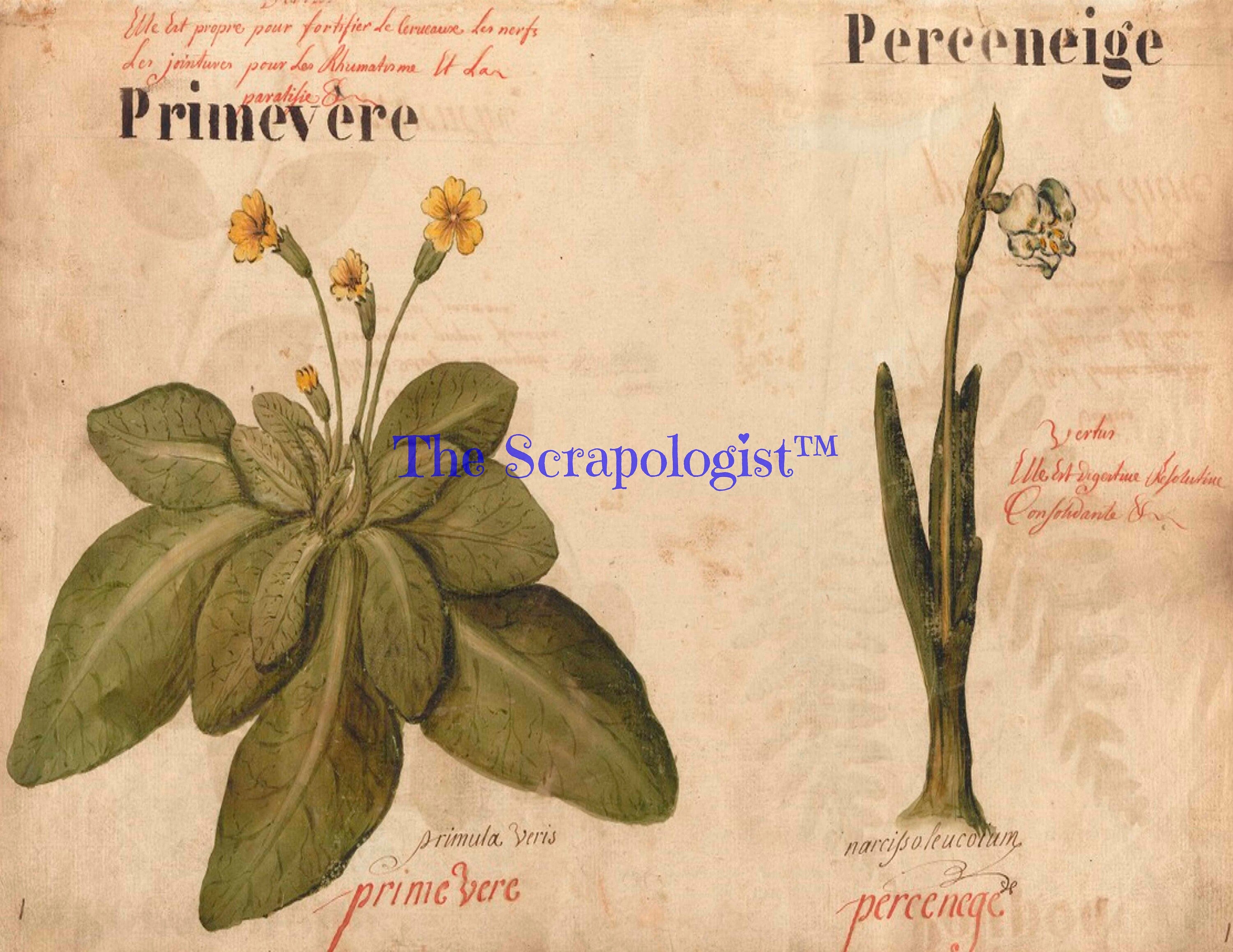 Botanical Junk Journal Kit - Great for Beginner, DIY, Watercolor Plants and Flowers | Digital Download