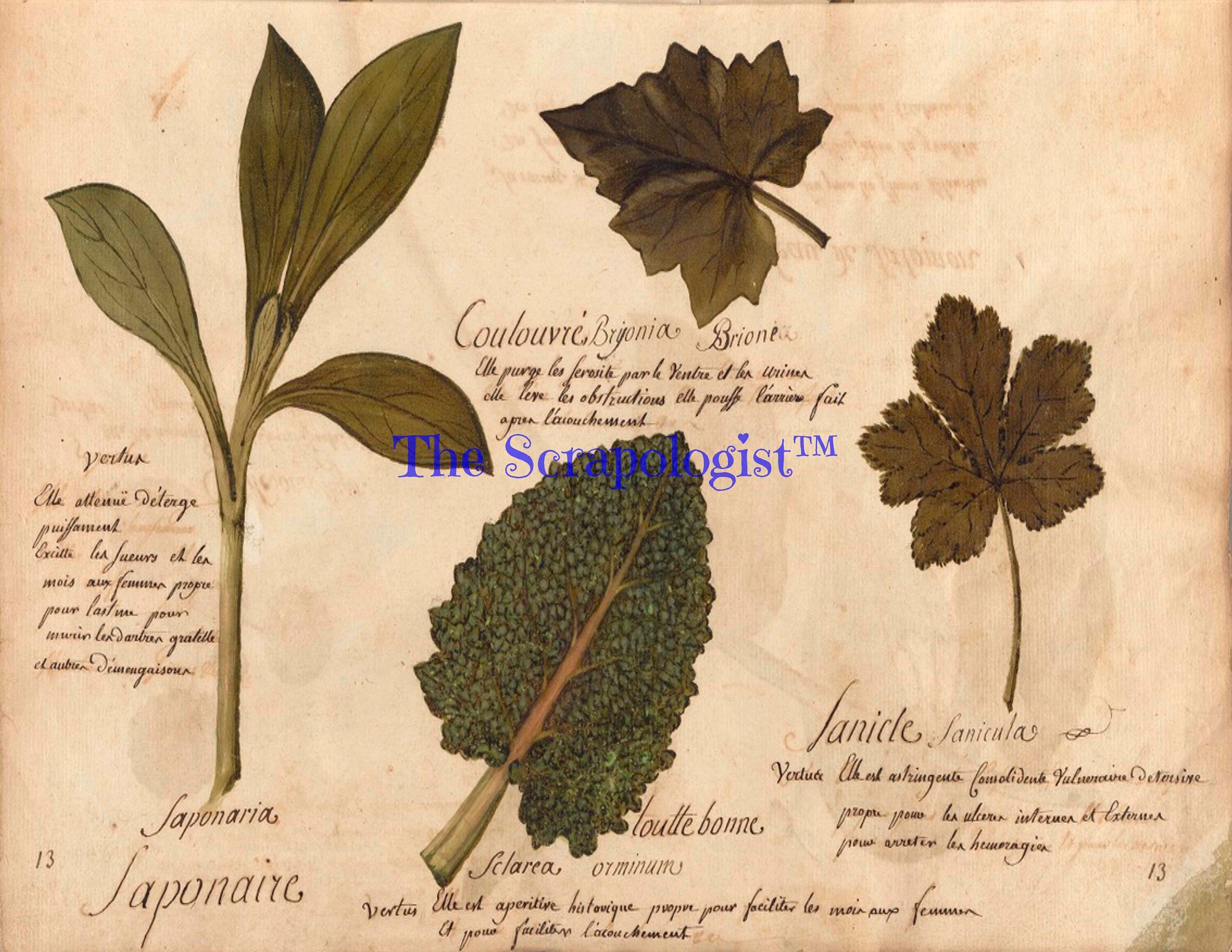 Botanical Junk Journal Kit - Great for Beginner, DIY, Watercolor Plants and Flowers | Digital Download