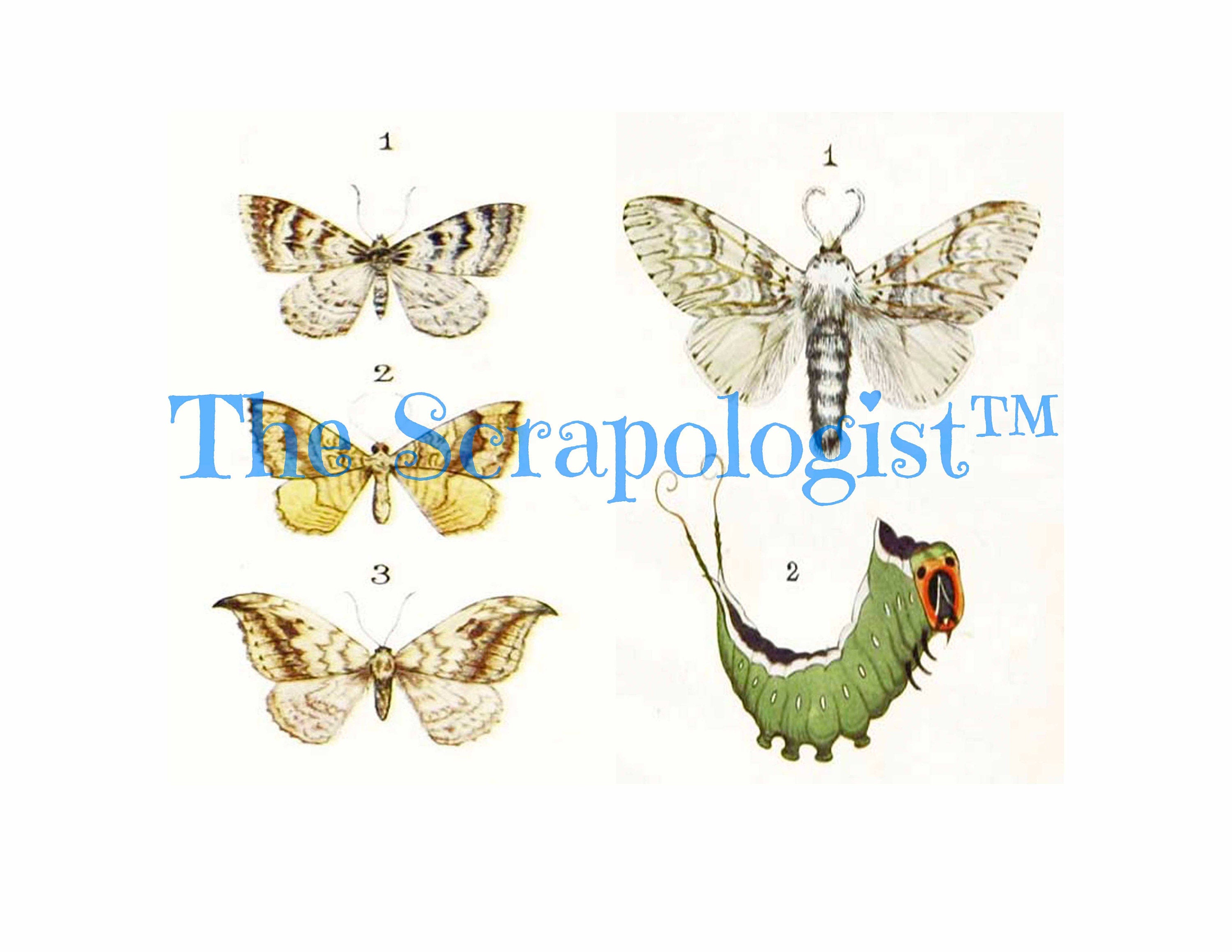 Butterflies & Caterpillars, Mini Book, DIY Junk Journal or Mini Album Kit, Vintage Ephemera, Page Inserts, Collage Papers | Digital Download