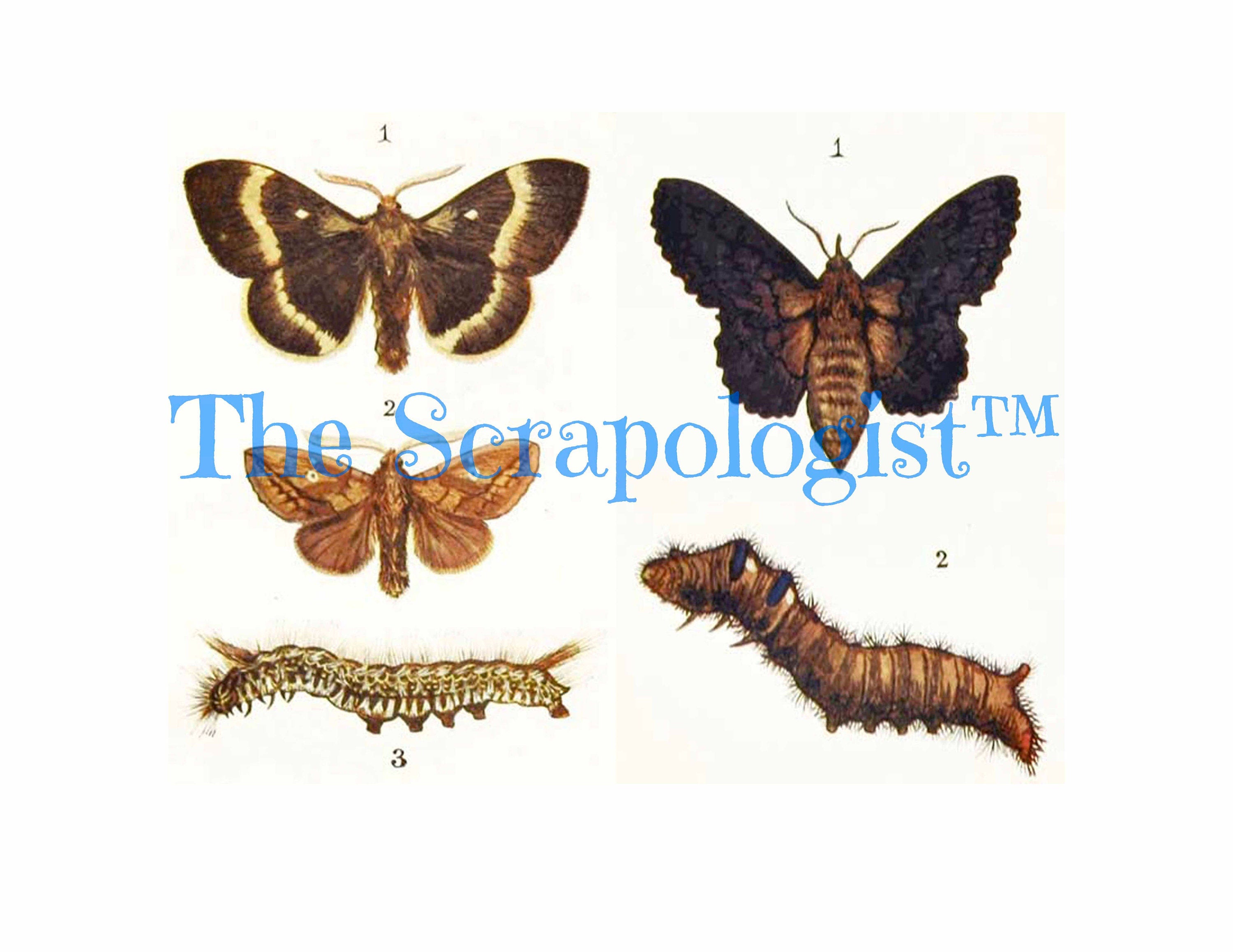 Butterflies & Caterpillars, Mini Book, DIY Junk Journal or Mini Album Kit, Vintage Ephemera, Page Inserts, Collage Papers | Digital Download