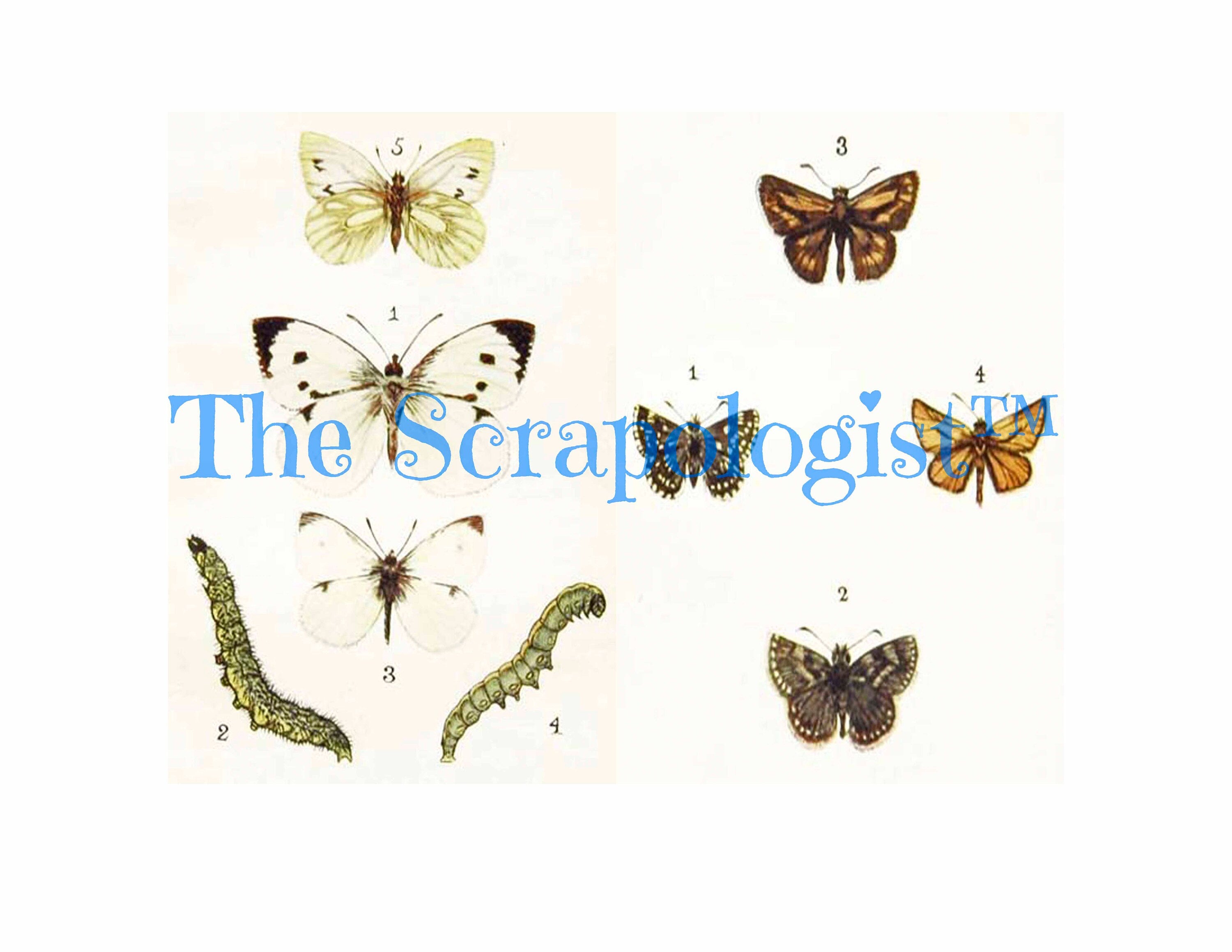 Butterflies & Caterpillars, Mini Book, DIY Junk Journal or Mini Album Kit, Vintage Ephemera, Page Inserts, Collage Papers | Digital Download