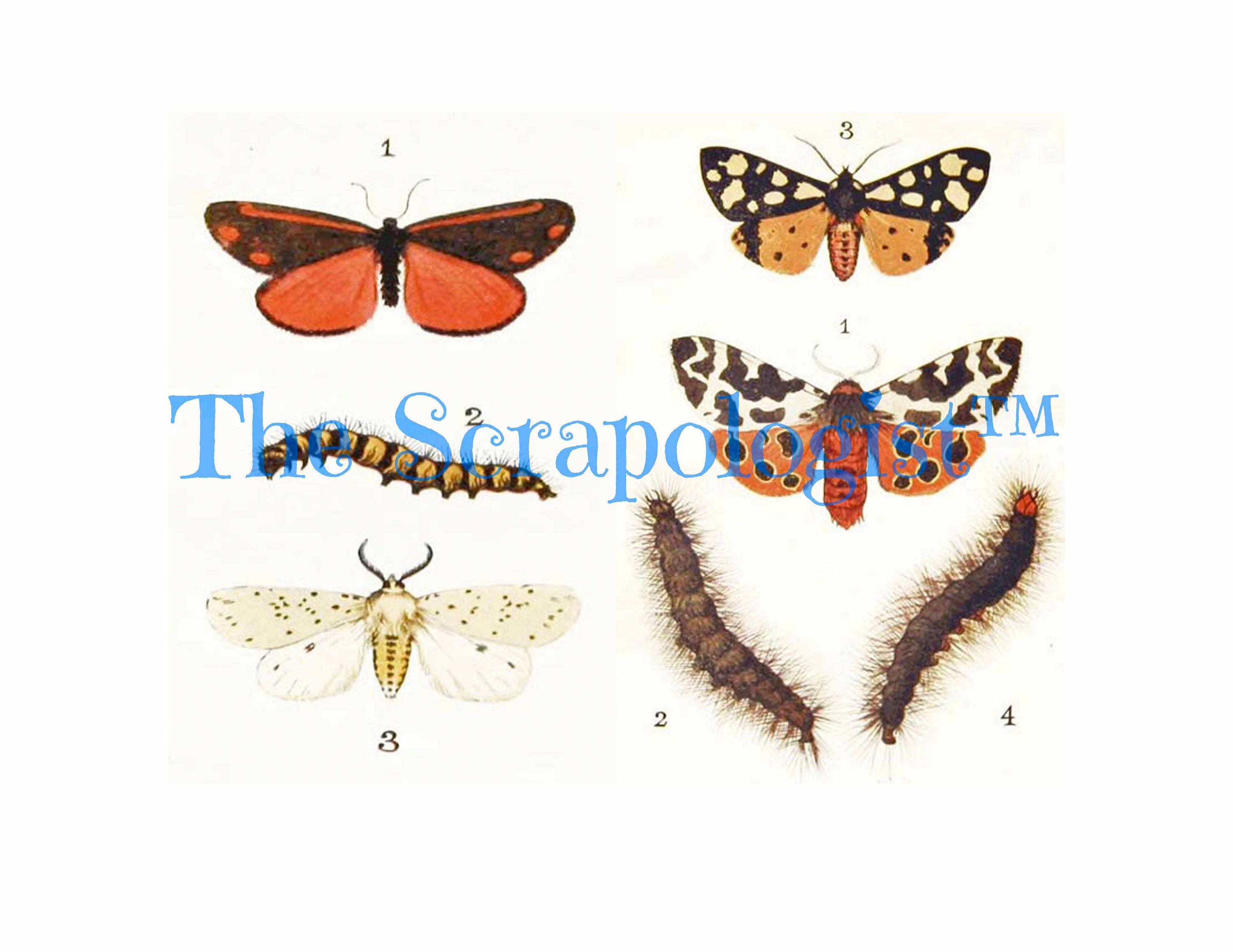 Butterflies & Caterpillars, Mini Book, DIY Junk Journal or Mini Album Kit, Vintage Ephemera, Page Inserts, Collage Papers | Digital Download