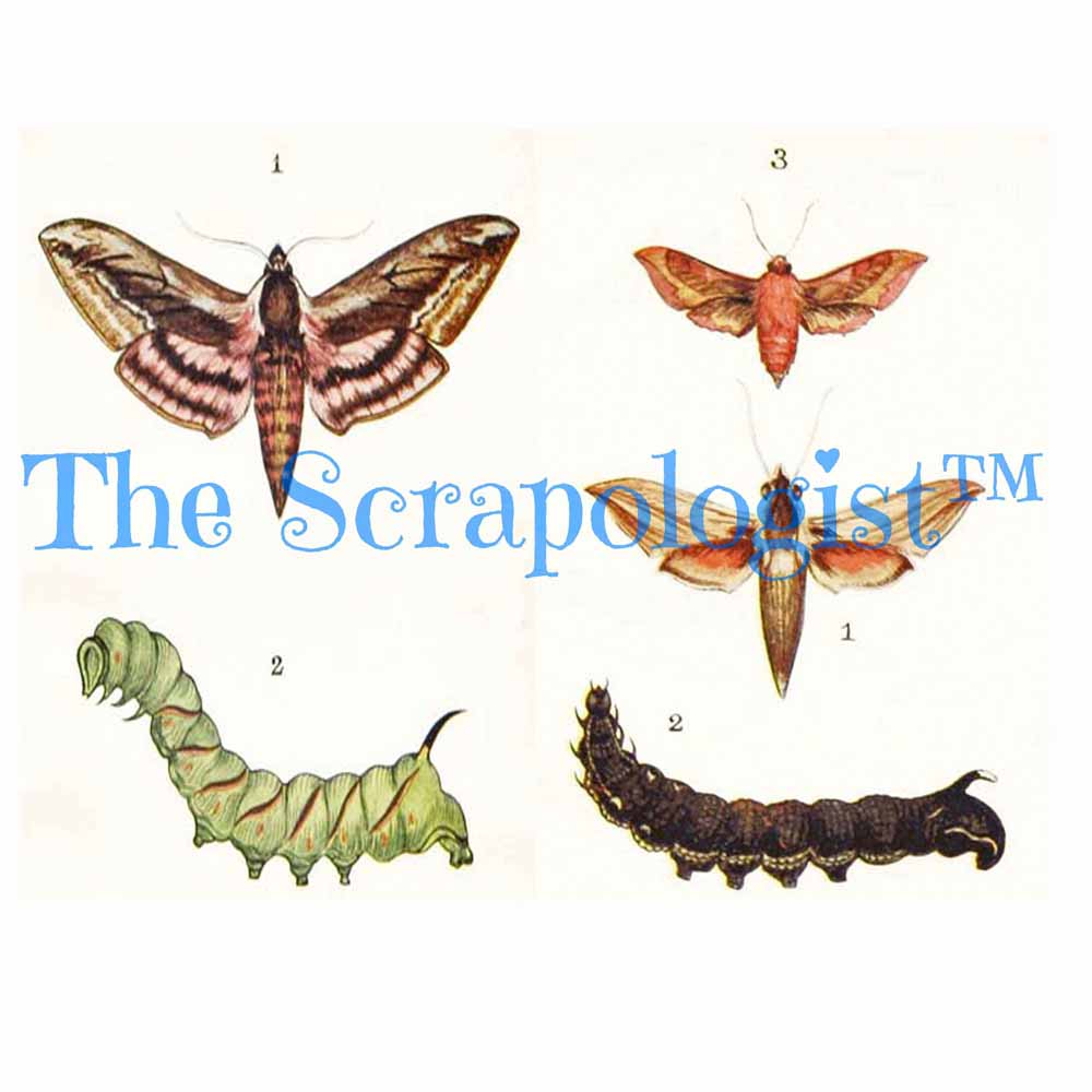 Butterflies & Caterpillars, DIY Junk Journal or Mini Album Kit, Fussy Cut Vintage Ephemera, Page Inserts, Collage Papers | Digital Download