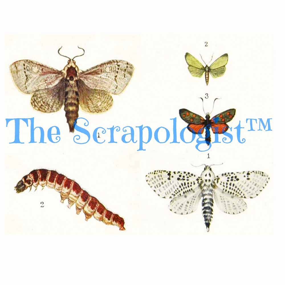 Butterflies & Caterpillars, DIY Junk Journal or Mini Album Kit, Fussy Cut Vintage Ephemera, Page Inserts, Collage Papers | Digital Download
