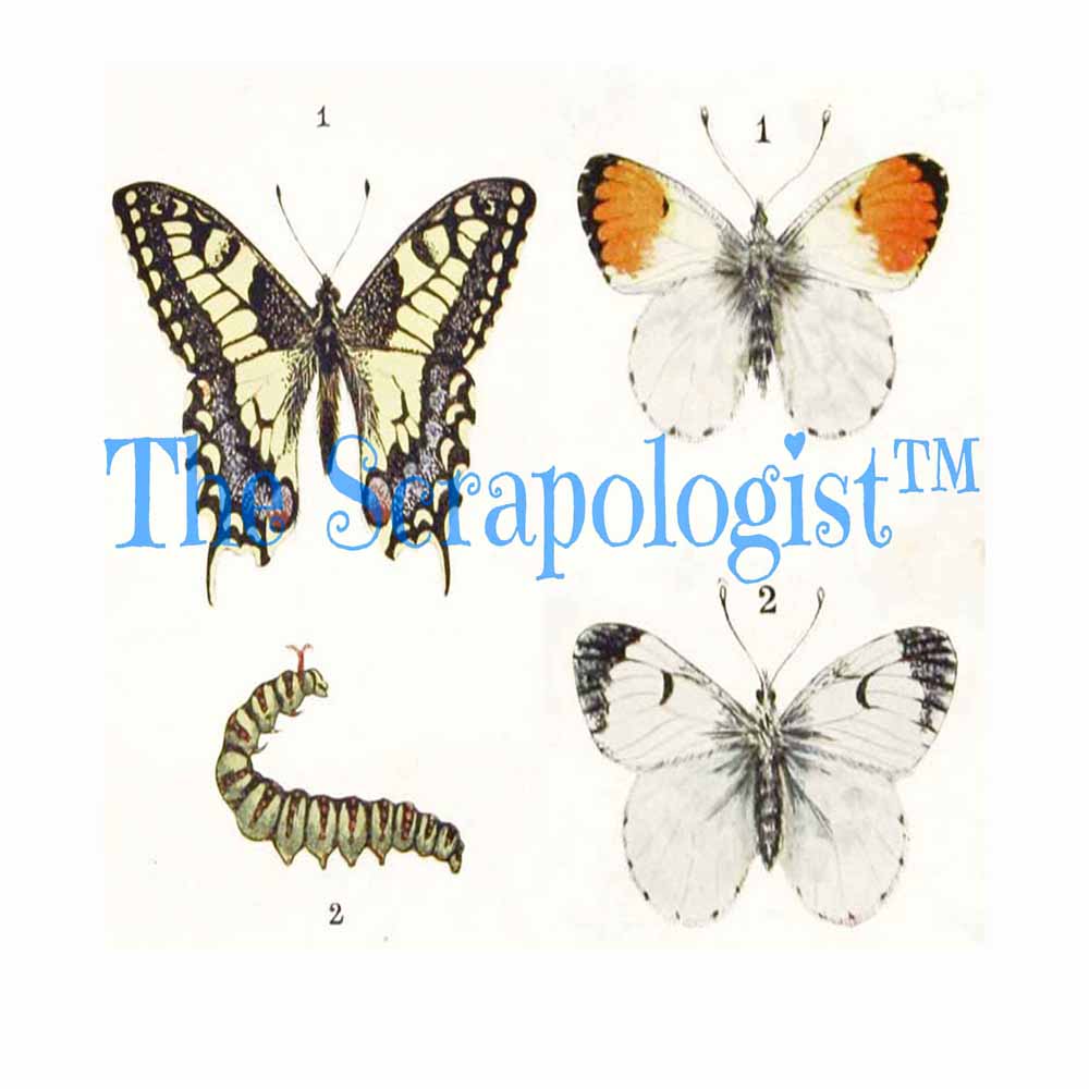 Butterflies & Caterpillars, DIY Junk Journal or Mini Album Kit, Fussy Cut Vintage Ephemera, Page Inserts, Collage Papers | Digital Download