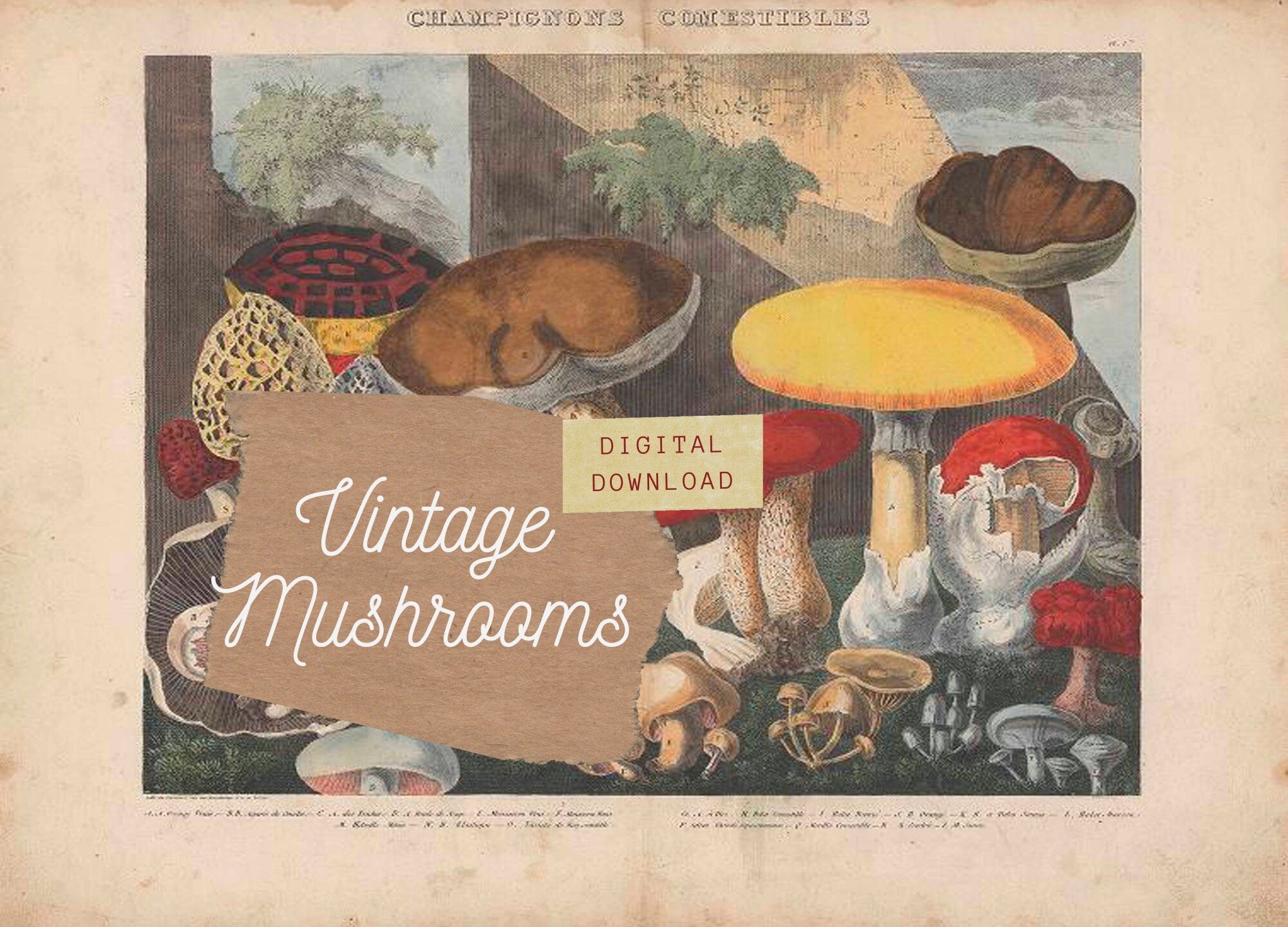Vintage Mushrooms from French Lithographs, Junk Journal Ephemera Kit, Collage Pages | Digital Download