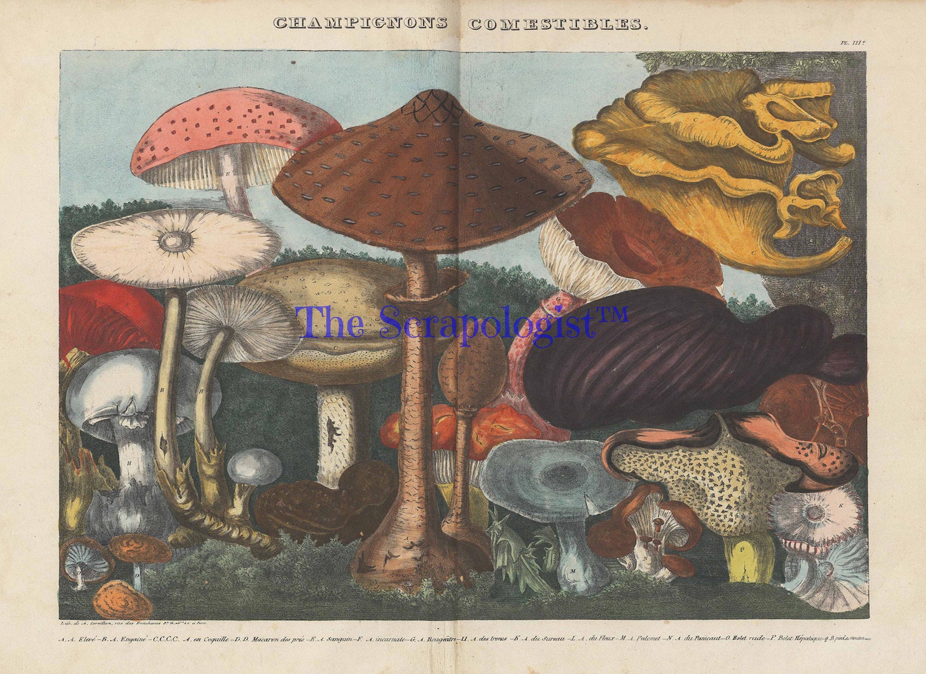 Vintage Mushrooms from French Lithographs, Junk Journal Ephemera Kit, Collage Pages | Digital Download