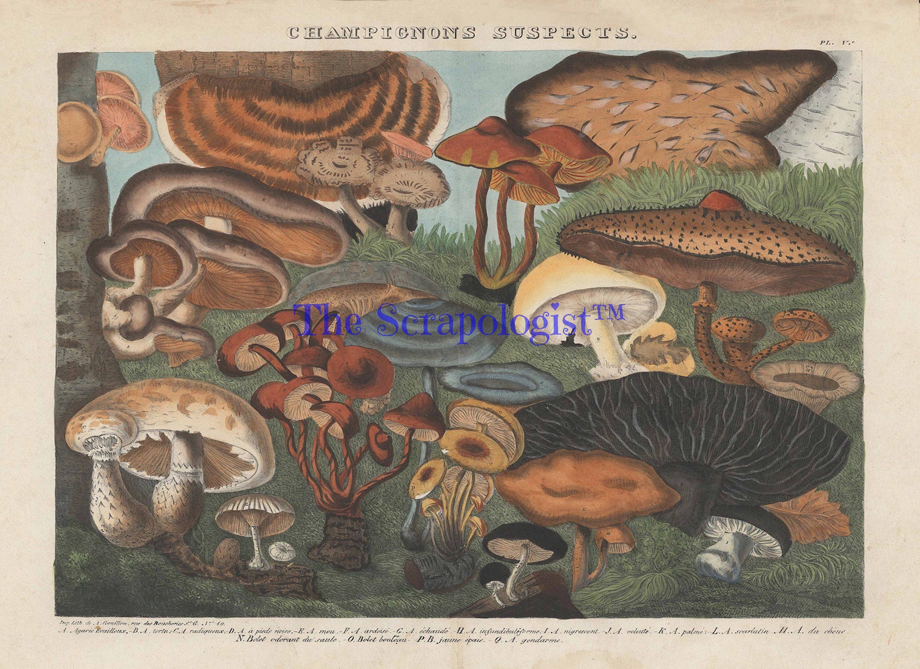 Vintage Mushrooms from French Lithographs, Junk Journal Ephemera Kit, Collage Pages | Digital Download