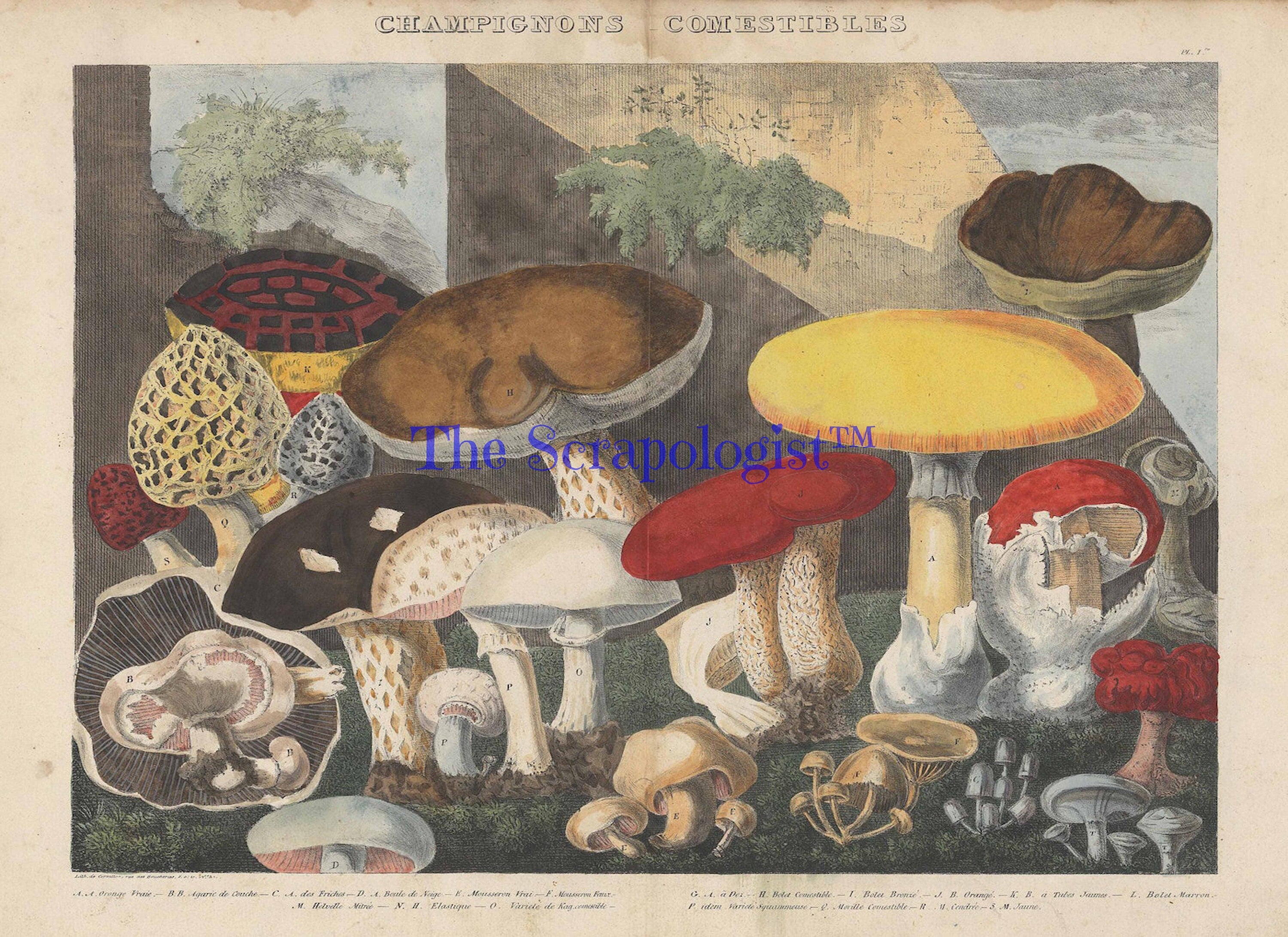 Vintage Mushrooms from French Lithographs, Junk Journal Ephemera Kit, Collage Pages | Digital Download