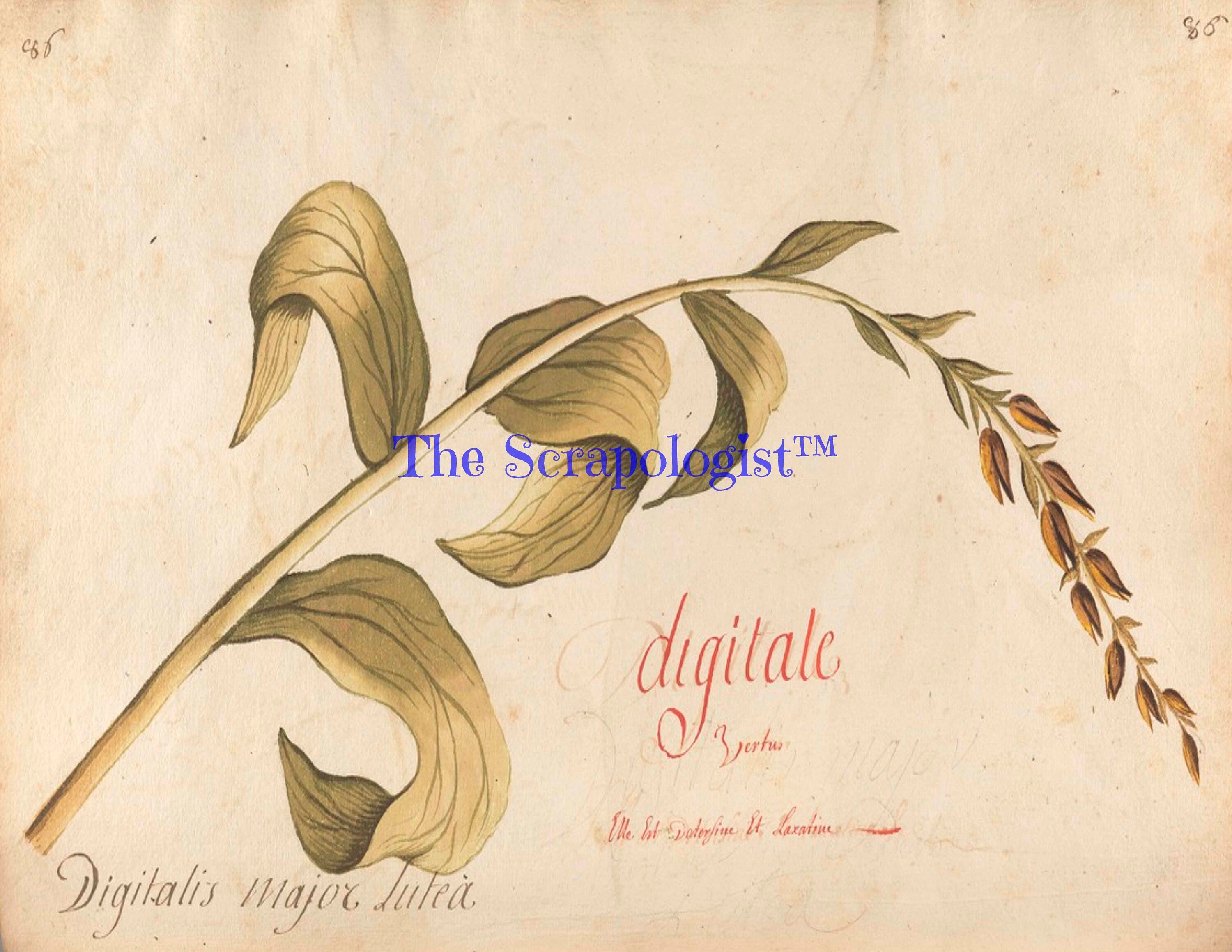 Botanical Junk Journal Kit - Great for Beginner, DIY, Watercolor Plants and Flowers | Digital Download