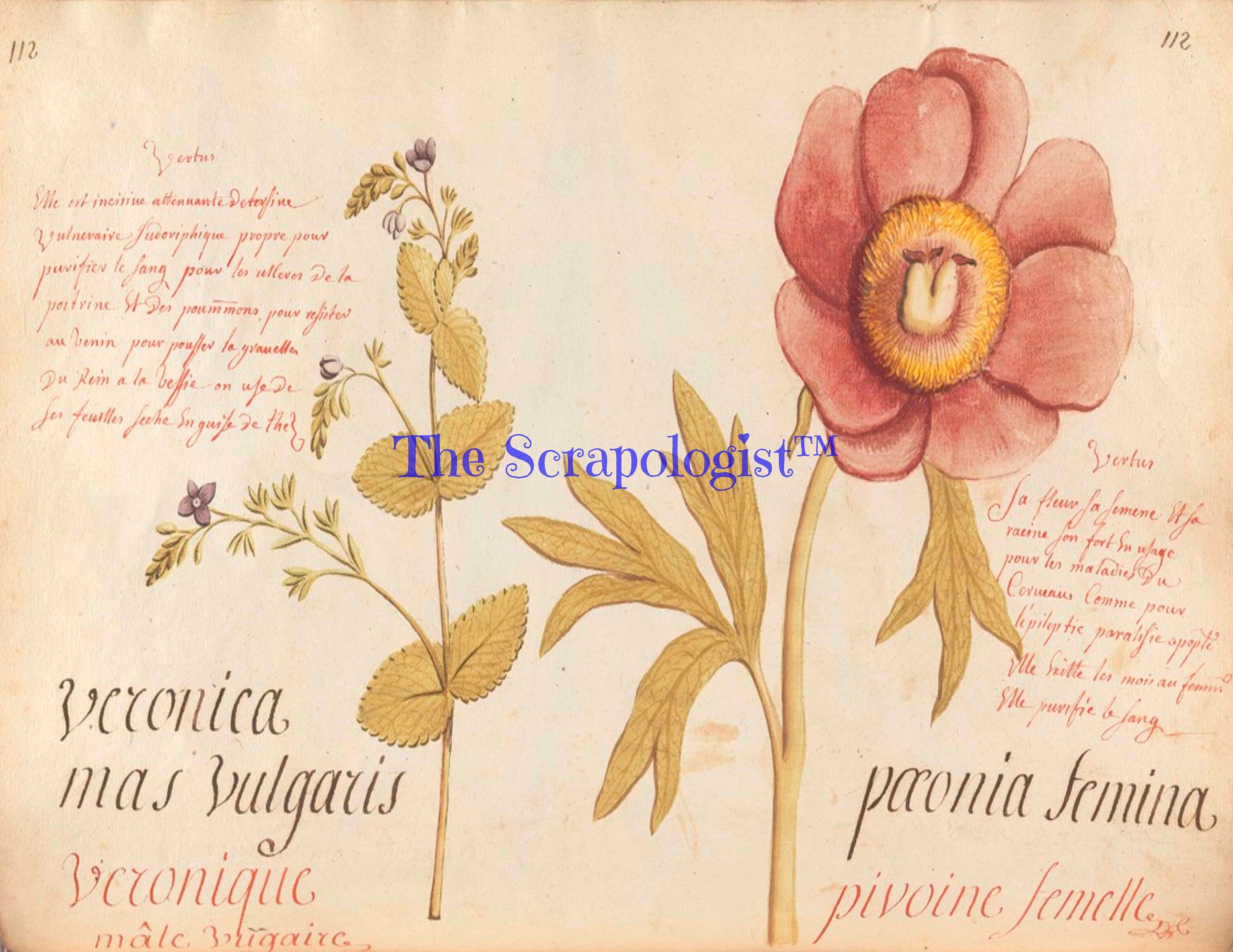 Botanical Junk Journal Kit - Great for Beginner, DIY, Watercolor Plants and Flowers | Digital Download