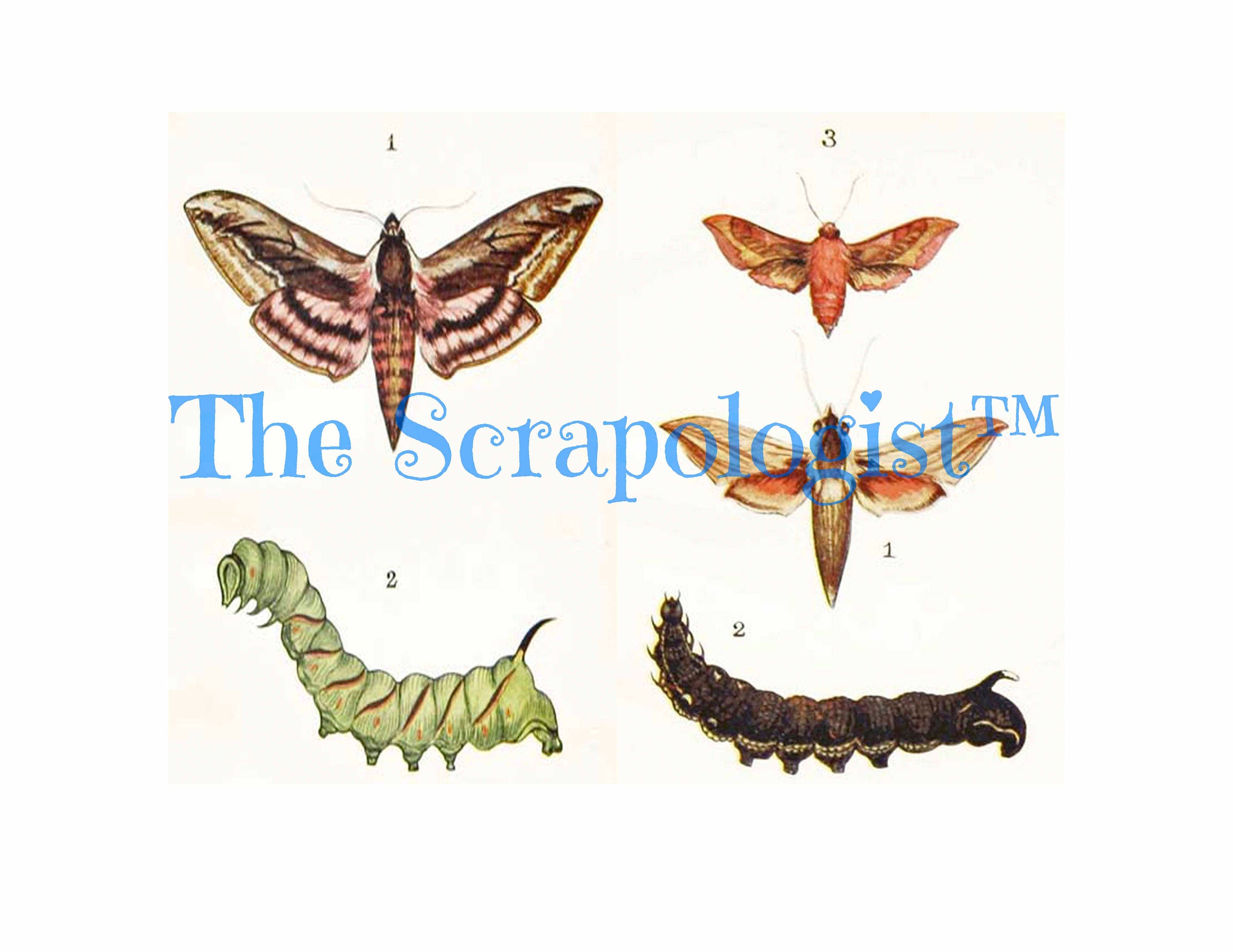 Butterflies & Caterpillars, Mini Book, DIY Junk Journal or Mini Album Kit, Vintage Ephemera, Page Inserts, Collage Papers | Digital Download