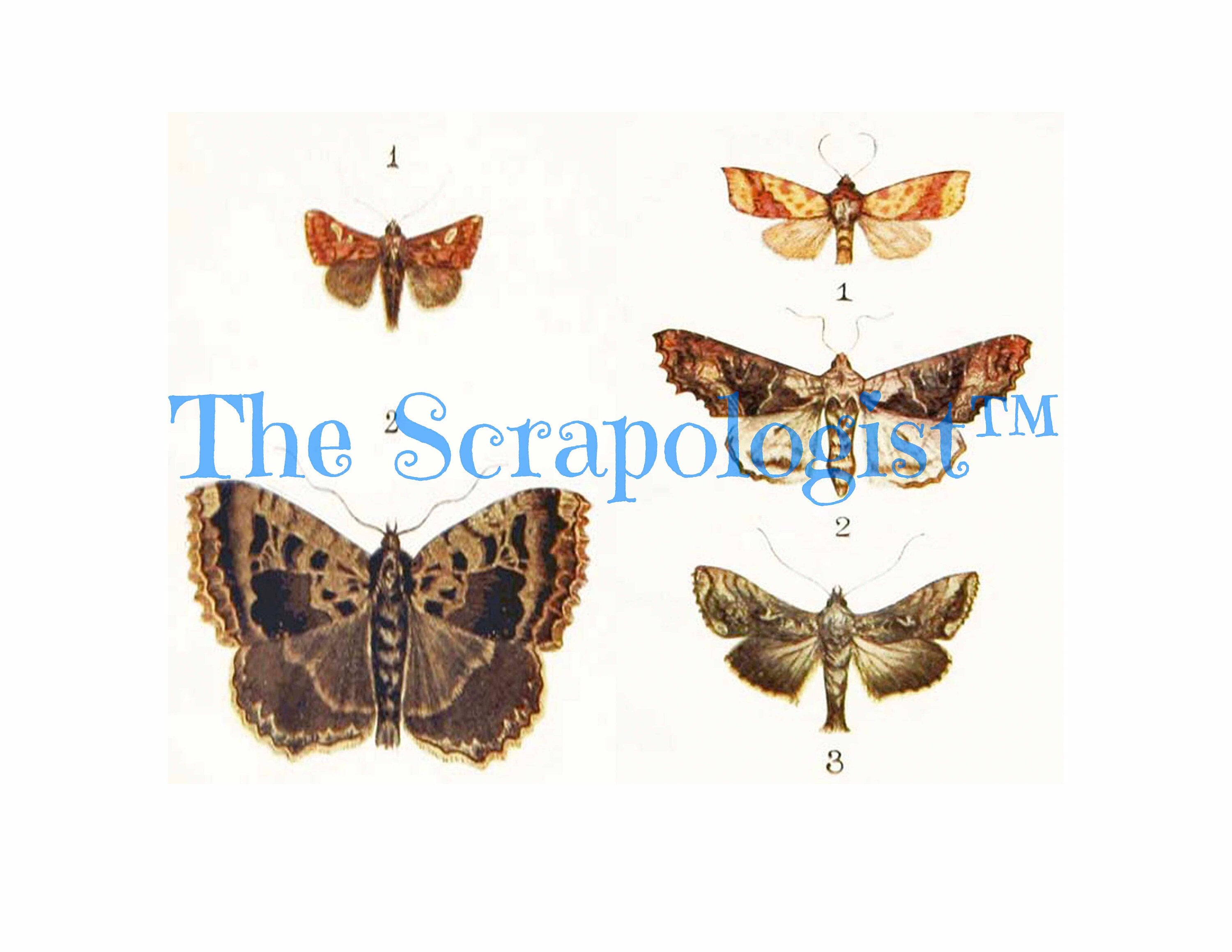 Butterflies & Caterpillars, Mini Book, DIY Junk Journal or Mini Album Kit, Vintage Ephemera, Page Inserts, Collage Papers | Digital Download