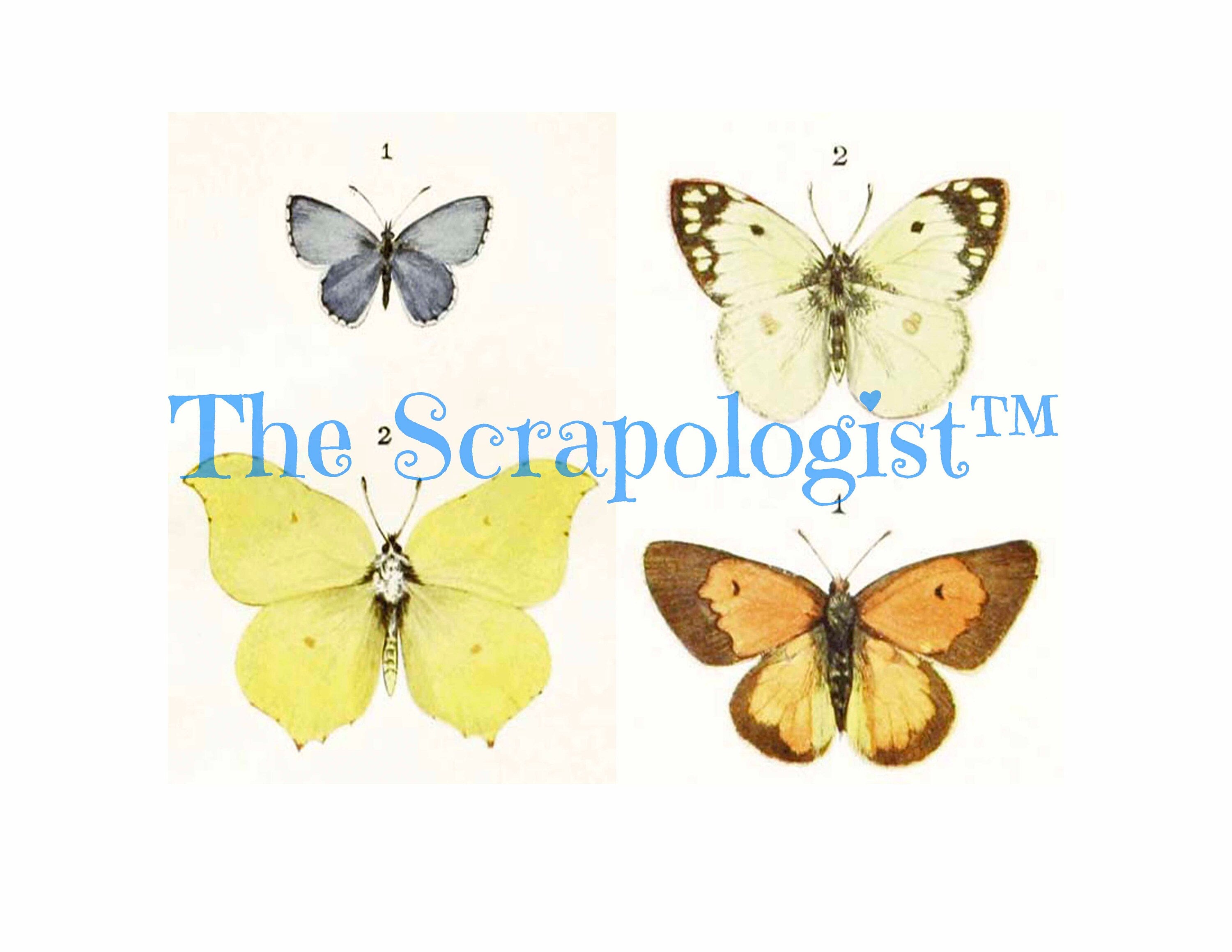 Butterflies & Caterpillars, Mini Book, DIY Junk Journal or Mini Album Kit, Vintage Ephemera, Page Inserts, Collage Papers | Digital Download