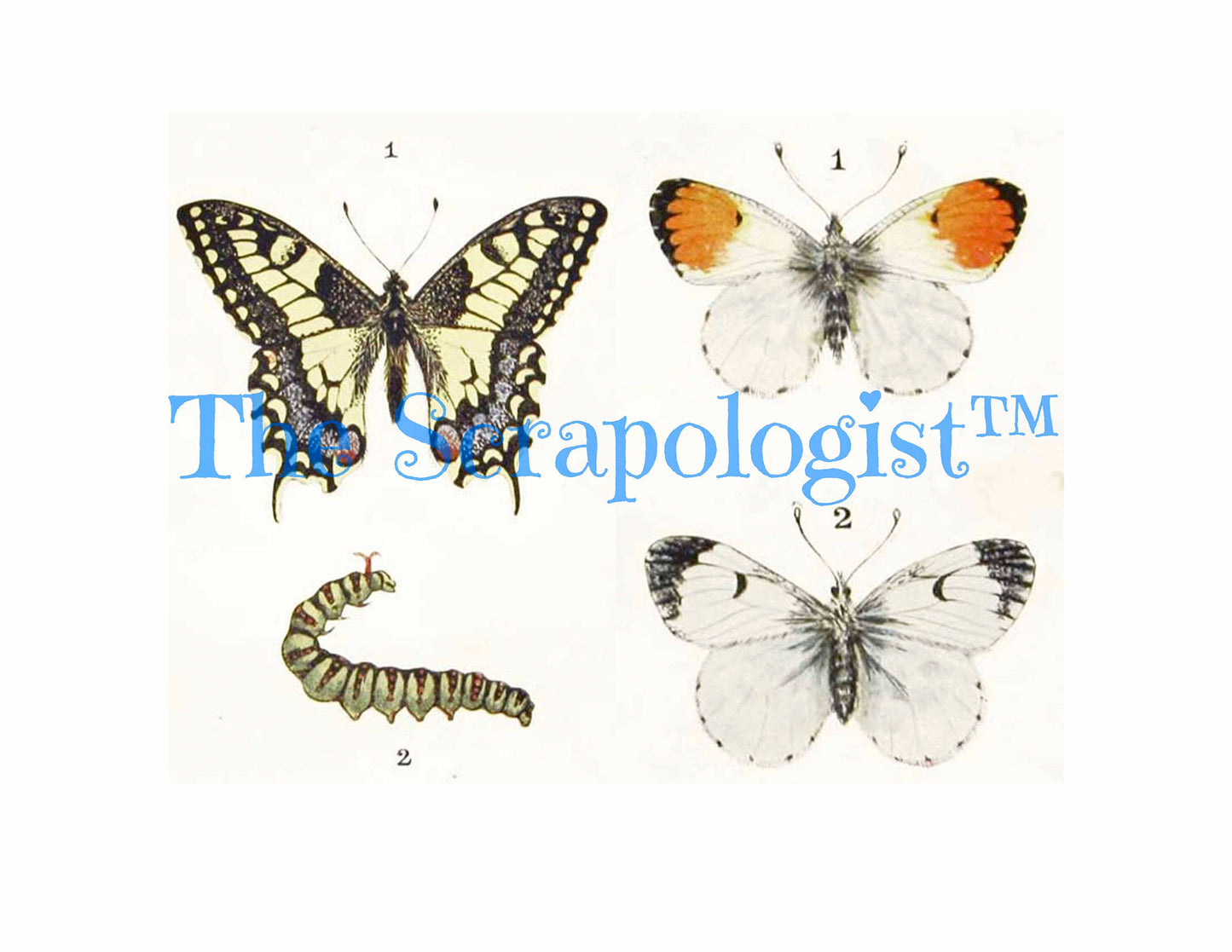 Butterflies & Caterpillars, Mini Book, DIY Junk Journal or Mini Album Kit, Vintage Ephemera, Page Inserts, Collage Papers | Digital Download